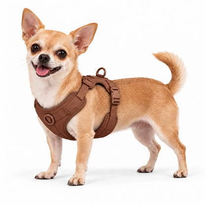 Chihuahua mit Kleinpfote-Geschirr – Braun