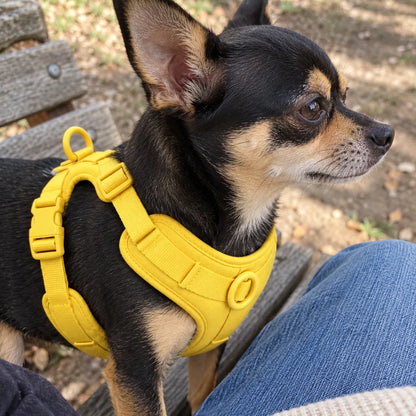 Schwarz-brauner Chihuahua – gelbe Polsterung und Gurte im Detail
