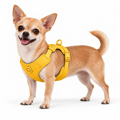 Chihuahua mit Kleinpfote-Geschirr – Gelb