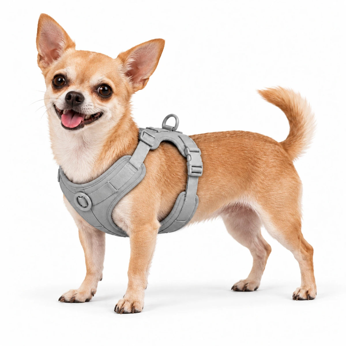 Chihuahua mit Kleinpfote-Geschirr – Grau