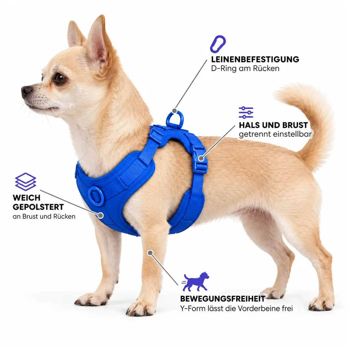Cremefarbener Kurzhaar-Chihuahua – Polsterung, Y-Form und verstellbare Gurte