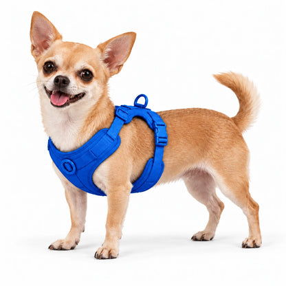 Chihuahua mit Kleinpfote-Geschirr – Königsblau