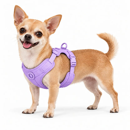 Chihuahua mit Kleinpfote-Geschirr – Lavendel
