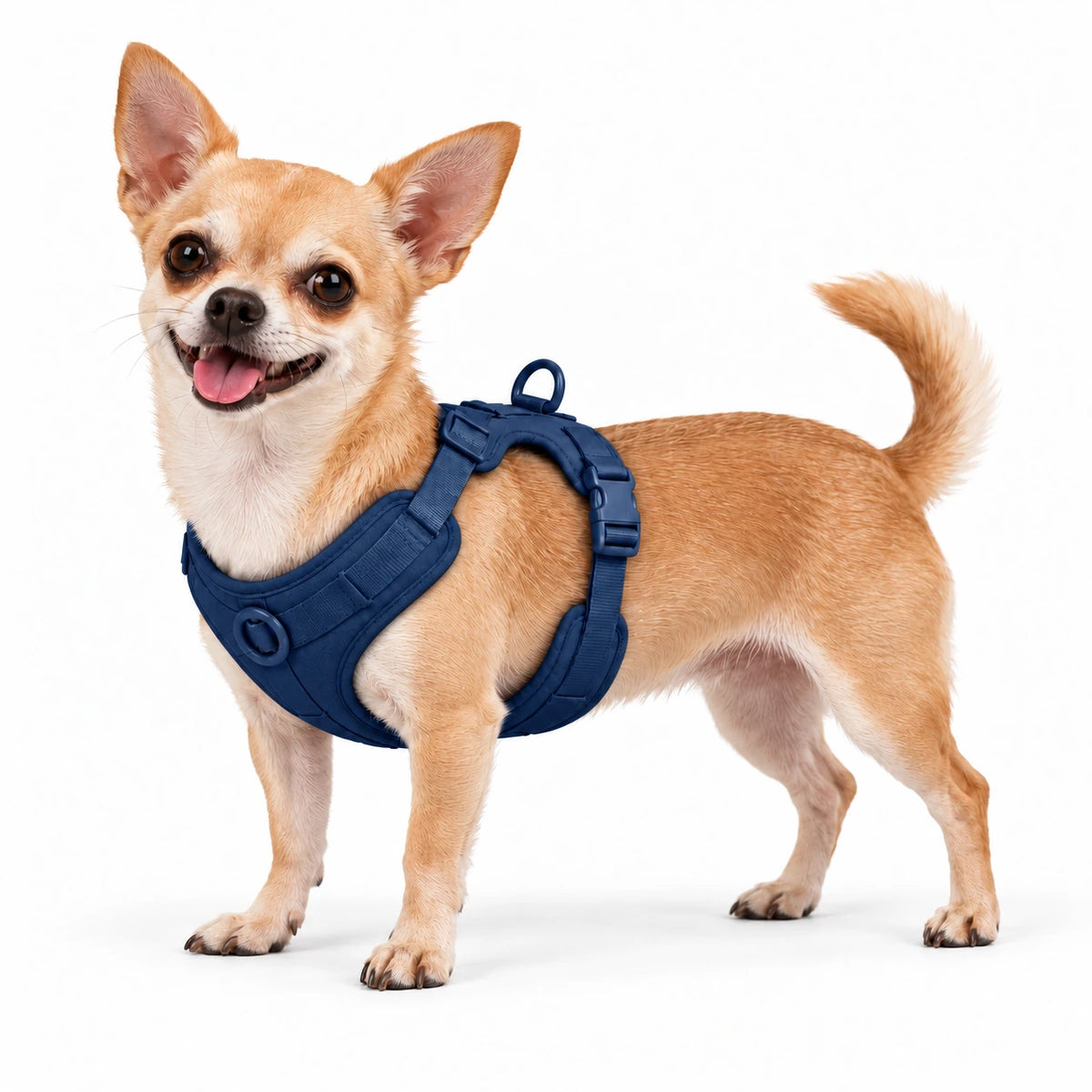 Chihuahua mit Kleinpfote-Geschirr – Marineblau