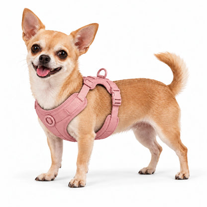 Chihuahua mit Kleinpfote-Geschirr – Rosé