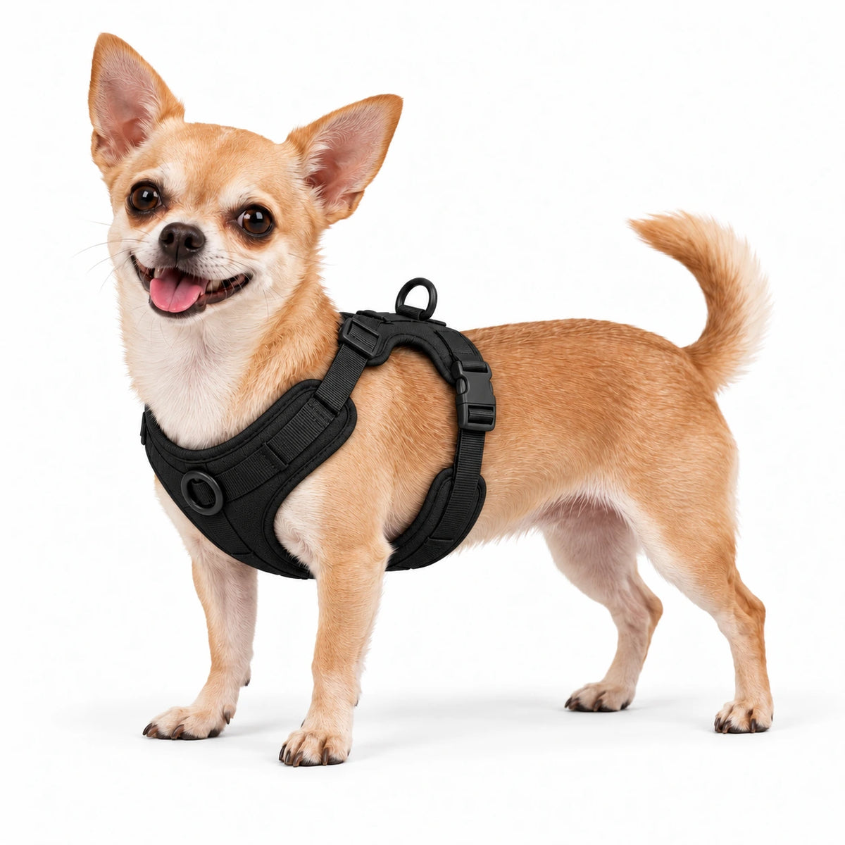 Chihuahua mit Kleinpfote-Geschirr – Schwarz