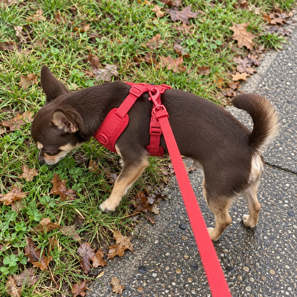 Schokoladenbrauner Chihuahua schnüffelt beim Spaziergang mit rotem Geschirr