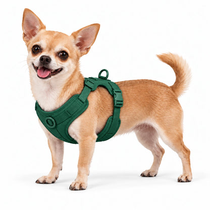 Chihuahua mit Kleinpfote-Geschirr – Waldgrün