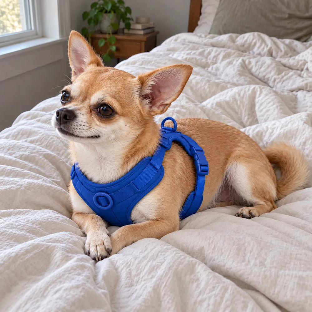 Chihuahua mit blauem Geschirr liegt entspannt auf dem Bett