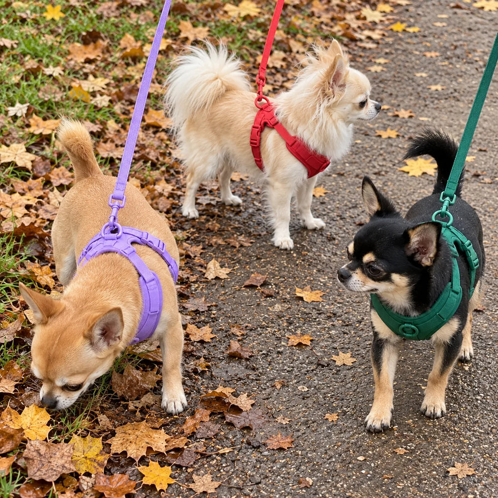 Drei Chihuahuas mit Geschirren erkunden einen Parkweg