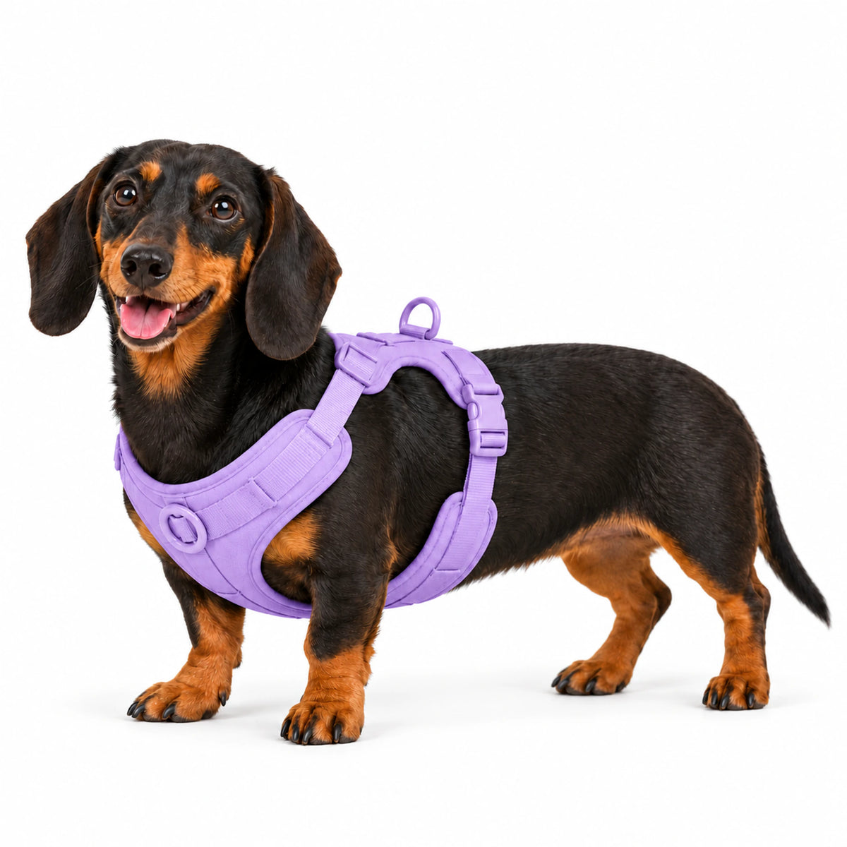 Dackel im Kleinpfote Dackel-Geschirr in Lavendel