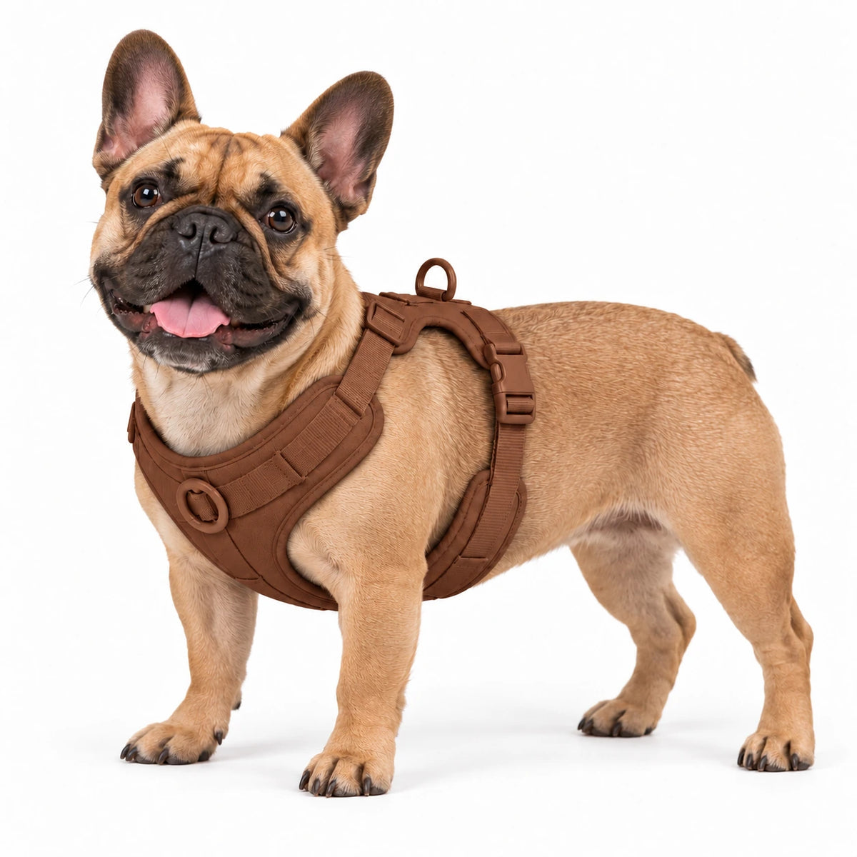 Französische Bulldogge mit Kleinpfote-Geschirr – Braun