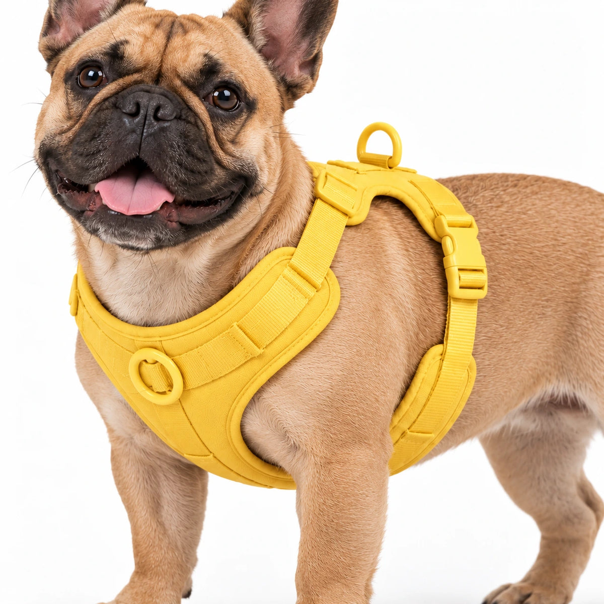 Französische Bulldogge mit Kleinpfote-Geschirr – Detail des gelben Geschirrs