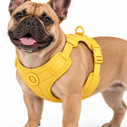 Französische Bulldogge mit Kleinpfote-Geschirr – Detail des gelben Geschirrs