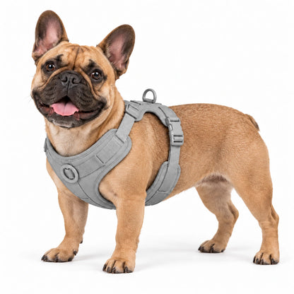 Französische Bulldogge mit Kleinpfote-Geschirr – Grau