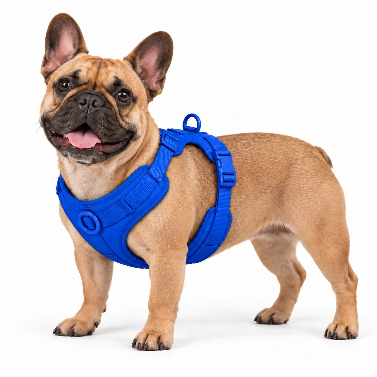 Französische Bulldogge mit Kleinpfote-Geschirr – Königsblau