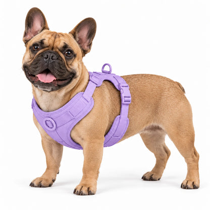 Französische Bulldogge mit Kleinpfote-Geschirr – Lavendel