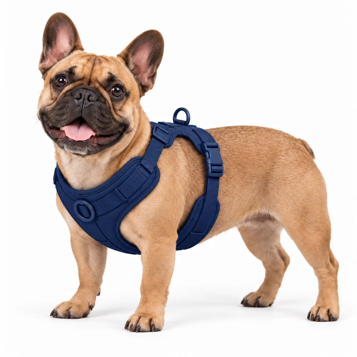 Französische Bulldogge mit Kleinpfote-Geschirr – Marineblau