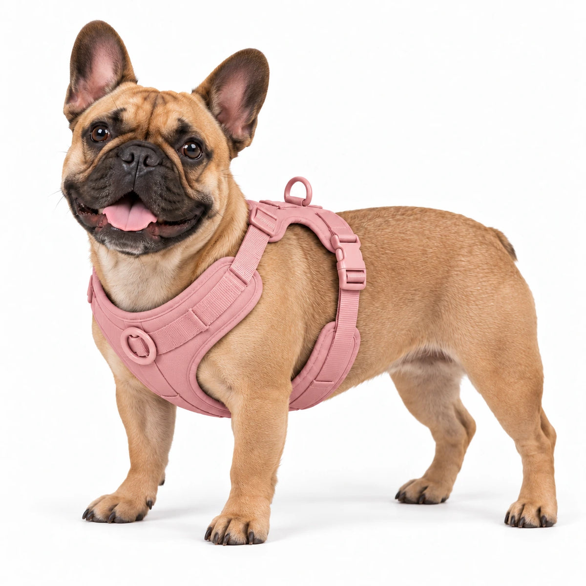 Französische Bulldogge mit Kleinpfote-Geschirr – Rosé