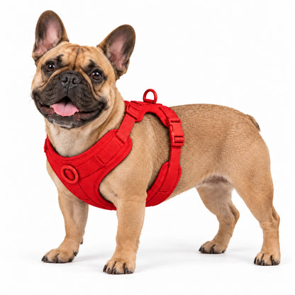 Französische Bulldogge mit Kleinpfote-Geschirr – Rot