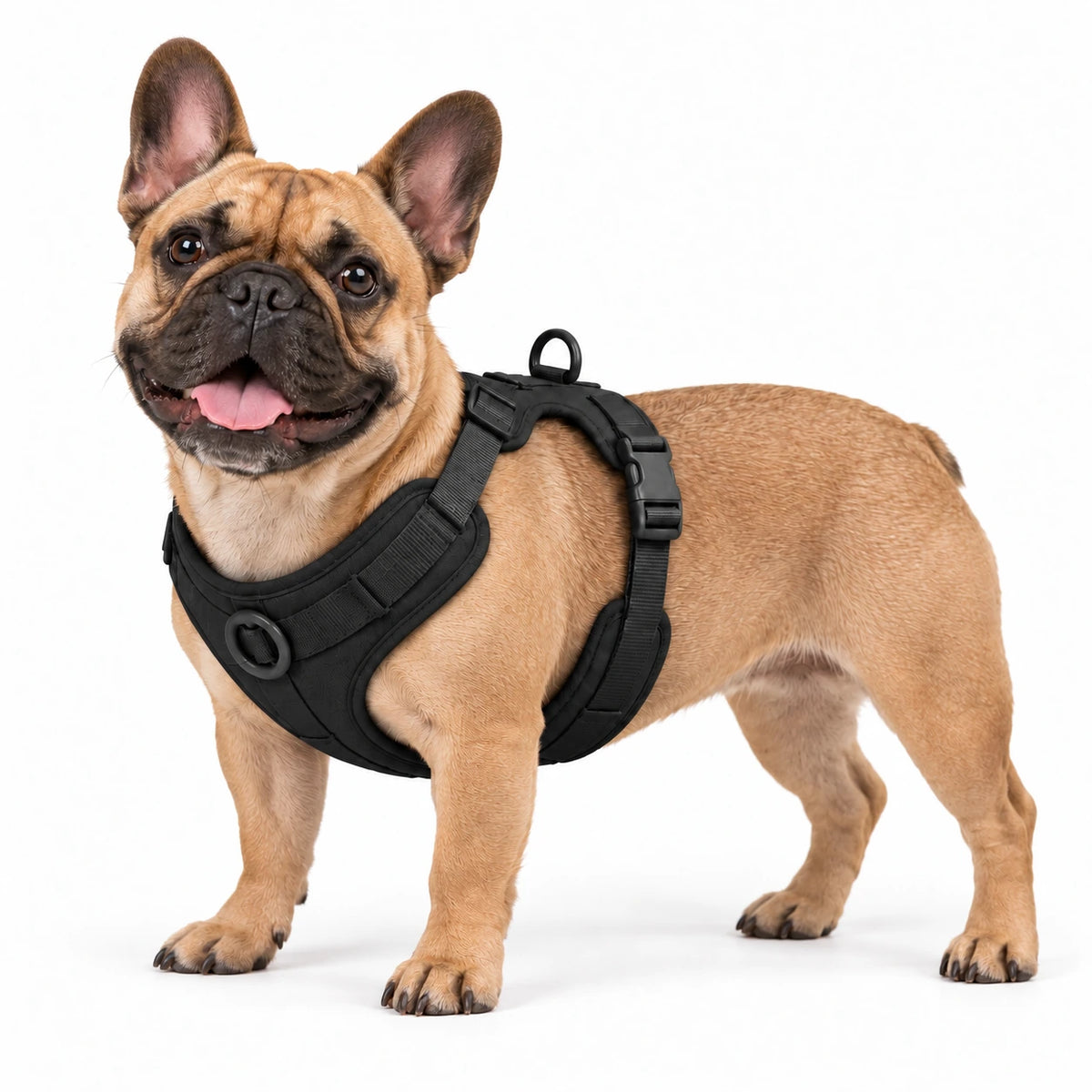 Französische Bulldogge mit Kleinpfote-Geschirr – Schwarz