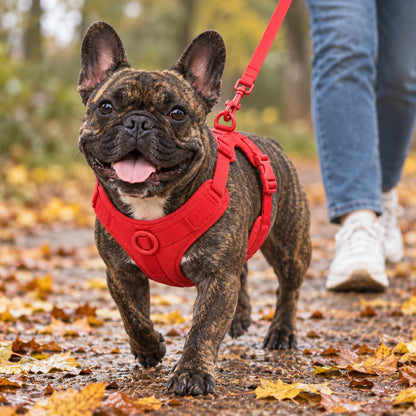 Französische Bulldogge mit Kleinpfote-Geschirr – Spaziergang mit rotem Geschirr