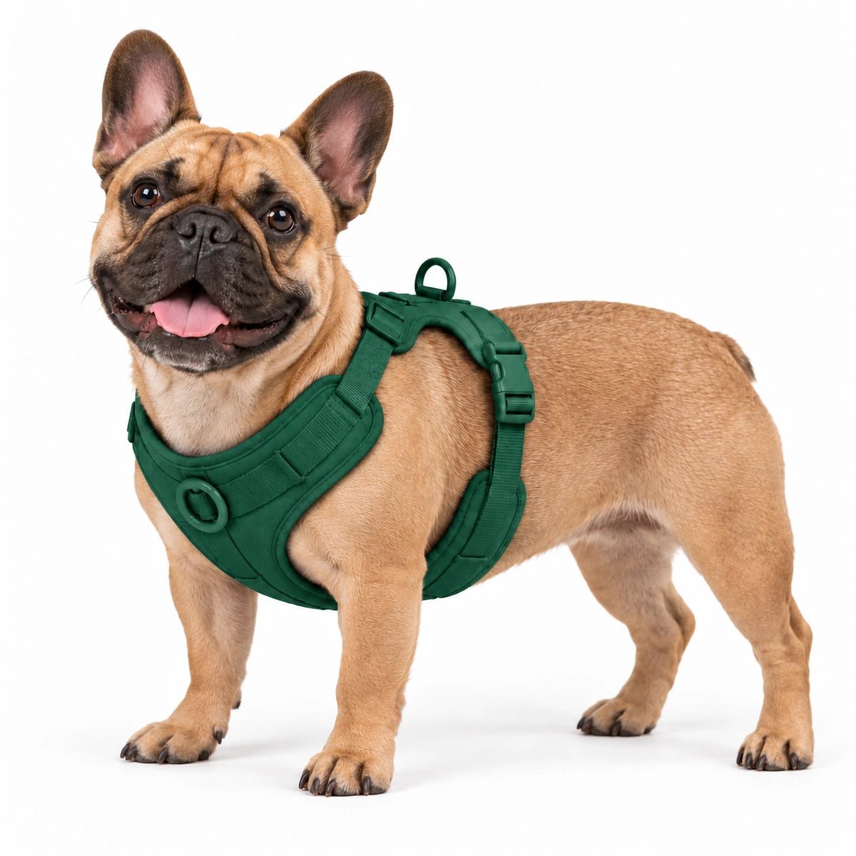 Französische Bulldogge mit Kleinpfote-Geschirr – Waldgrün