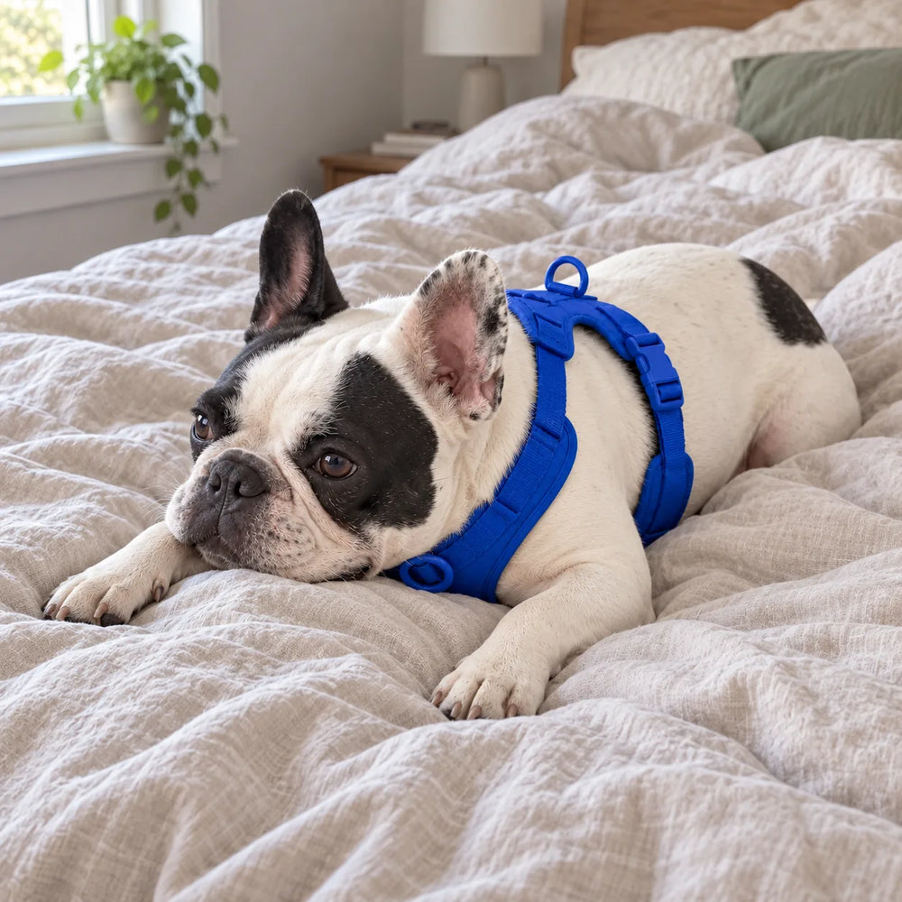 Weiß-schwarze Französische Bulldogge mit blauem Geschirr liegt auf dem Bett