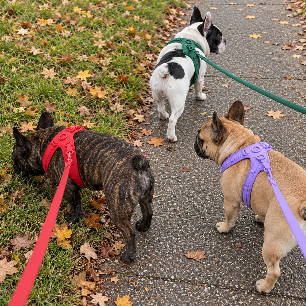 Drei Französische Bulldoggen mit Geschirren bei einem Spaziergang