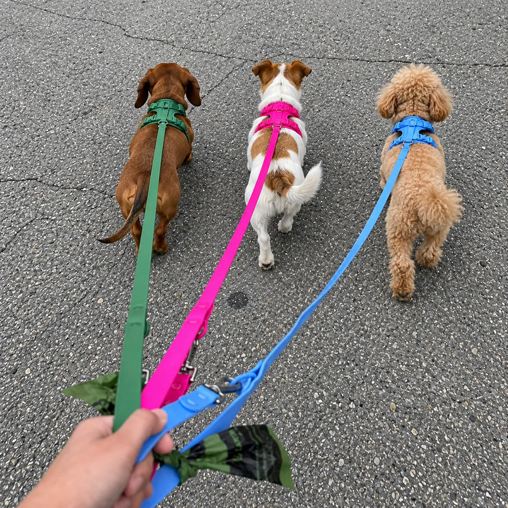 Drei kleine Hunde mit bunten Kleinpfote-Geschirren beim Spaziergang